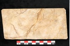Foto (Detailansicht) von Plantae indet.  (NHMW-GEO-2024-0188-11637)